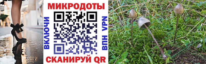 Галлюциногенные грибы Psilocybe Берёзовка